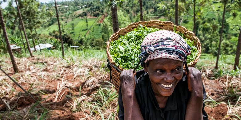Kenya’s Corporate Sector Leans on Casual Labour to Cut Costs Amid Economic Uncertainty