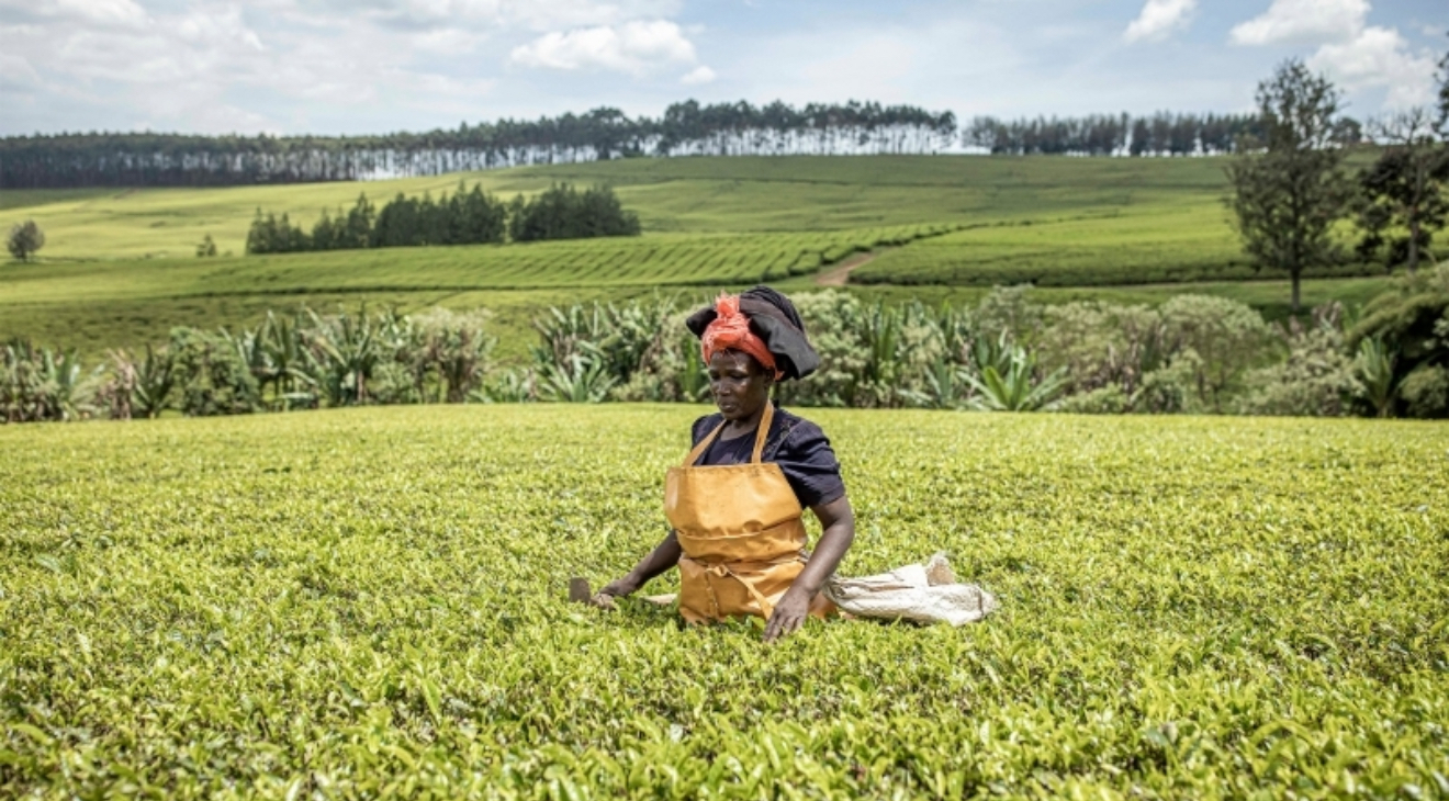 Sasini PLC Reports Sh113 Million Half-Year Loss Amid Currency and Market Pressures