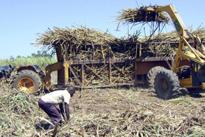 Sweet Deal as Government Raises Sugarcane Prices by a Minimum of Sh200 Per Tonne