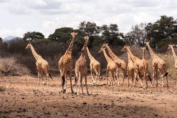 Ruto Approves Construction of 3 Hotels in Meru National Park as Ngong Forest Project Faces Public Fury